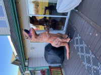 Attached image